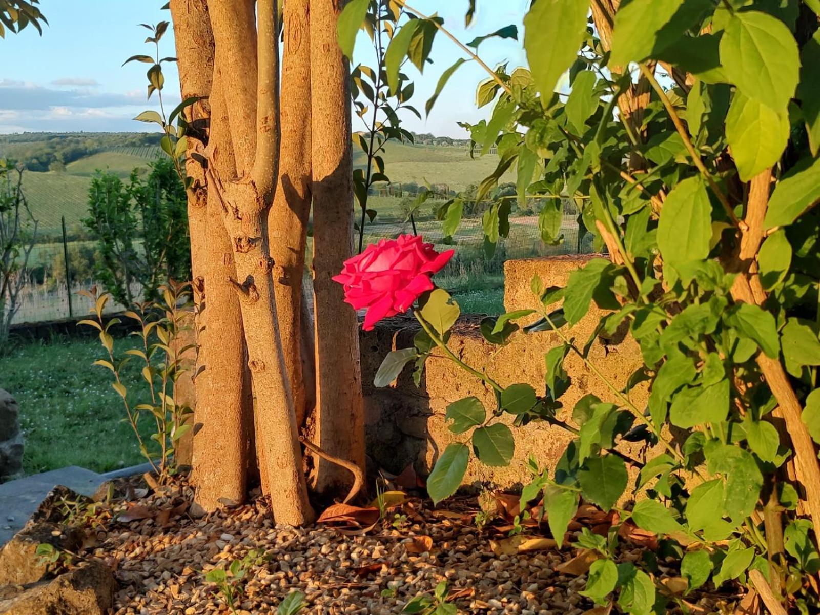 锡耶纳Il Giardino Del Chianti公寓 外观 照片